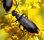 Blister Beetle 