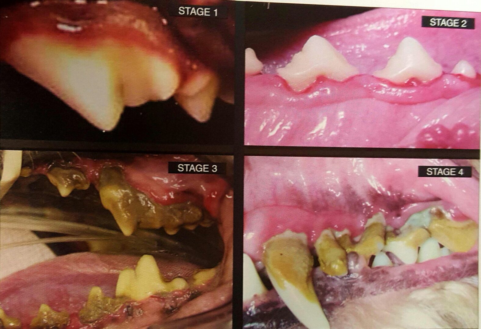 - samples of canine teeth 2 