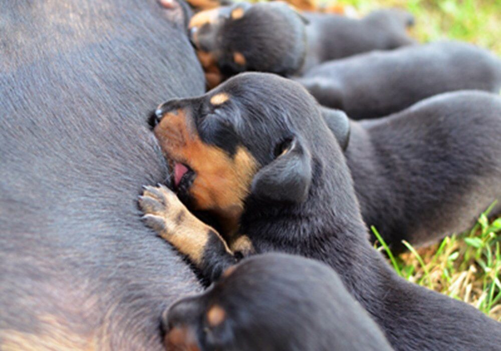 A closeup shot of a bunch of puppies feeding on mothers milk